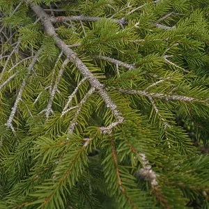 Хвойные опилки оптом в Уфе купить - оперативная доставка по всей России