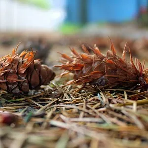Хвойные опилки оптом в Уфе от завода-производителя Лигнум Ресурс