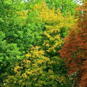 Лиственные опилки оптом в Уфе купить - оперативная доставка по всей России