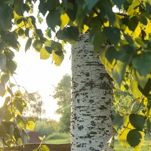 Опилки березовые оптом в Уфе купить - оперативная доставка по всей России