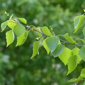 Опилки березовые оптом в Уфе от завода-производителя Лигнум Ресурс