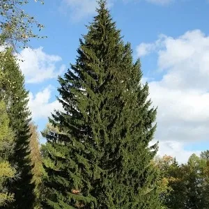 Еловые опилки оптом в Уфе купить - оперативная доставка по всей России