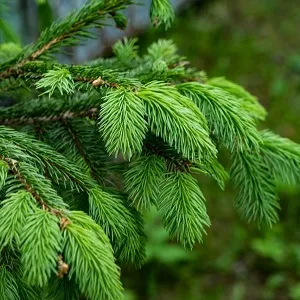 Еловые опилки оптом в Уфе от завода-производителя Лигнум Ресурс