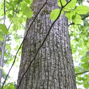 Опилки липовые оптом в Уфе купить - оперативная доставка по всей России