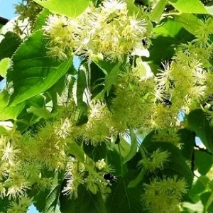 Опилки липовые оптом в Уфе от завода-производителя Лигнум Ресурс