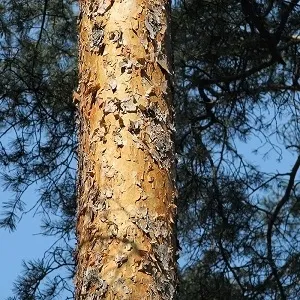 Сосновые опилки оптом в Уфе купить - оперативная доставка по всей России