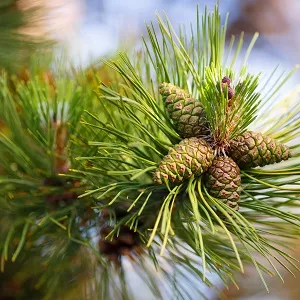 Сосновые опилки оптом в Уфе от завода-производителя Лигнум Ресурс