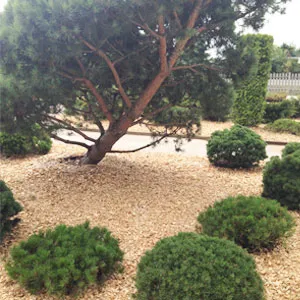 Хвойная щепа оптом в Уфе купить - оперативная доставка по всей России